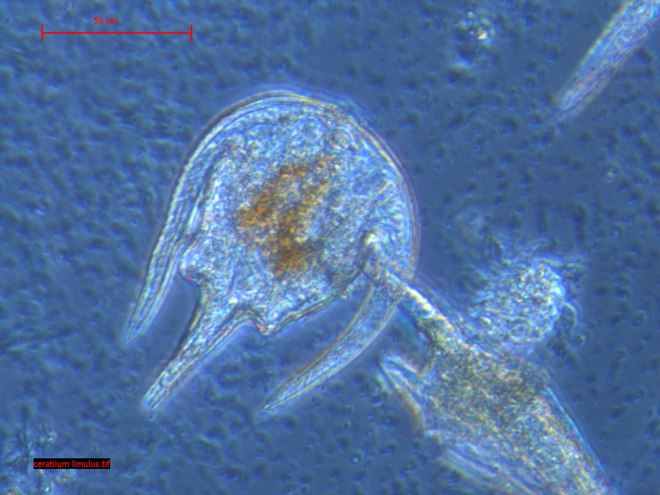 riconoscimento fitoplancton